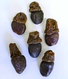   Fruits:   Semecarpus anacardium ; Photo by H. Zell, wikimedia commons
